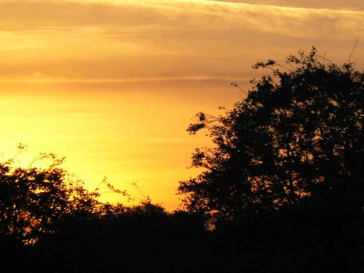 the sun rises behind two trees and is almost visible