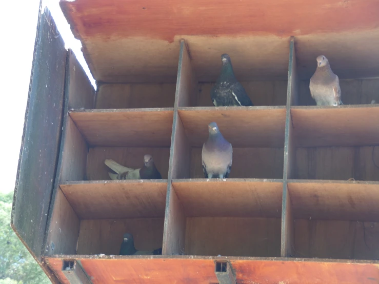 a wood case holding six different kinds of birds