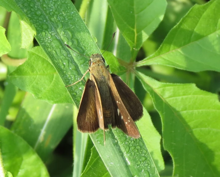 a small brown and black insect on a green leaf