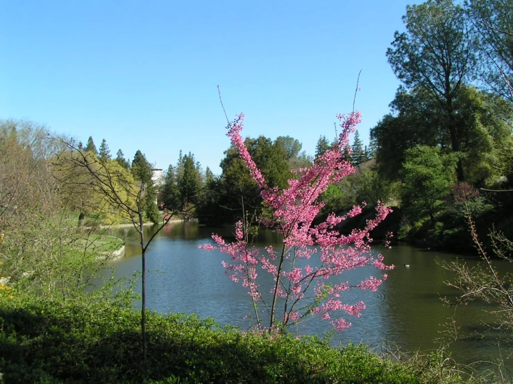 a tree next to a river surrounded by greenery