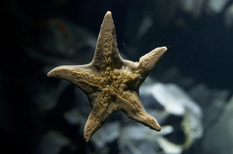 an image of starfish in aquarium tank