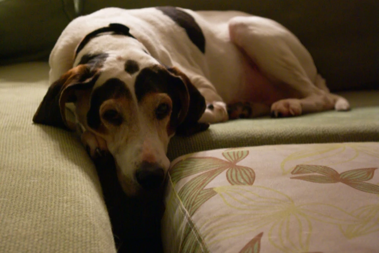 the dog is resting on the cushion on the couch