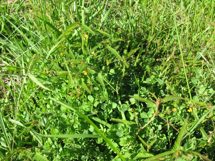 weeds that have been picked up in the grass