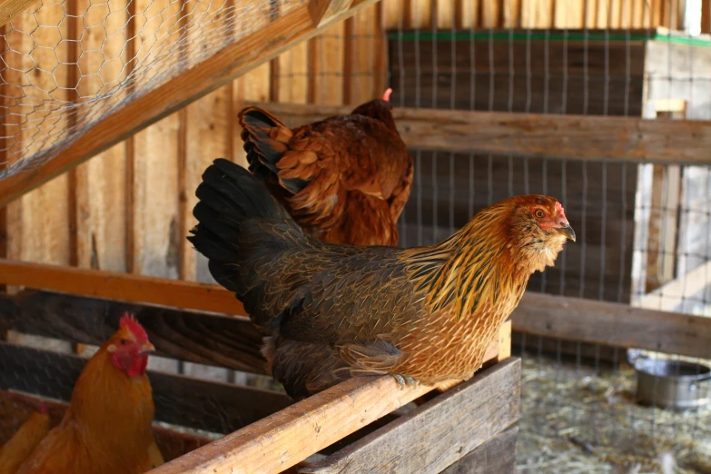 two chickens are standing in the open on a wooden surface