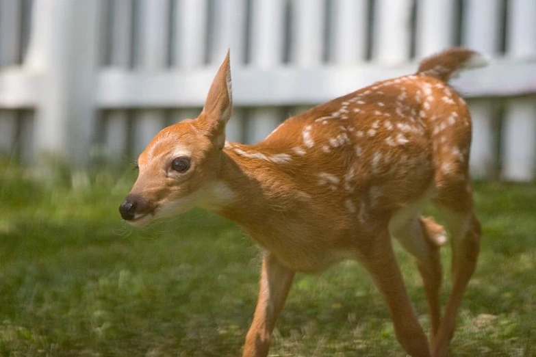the young deer is standing on a green lawn