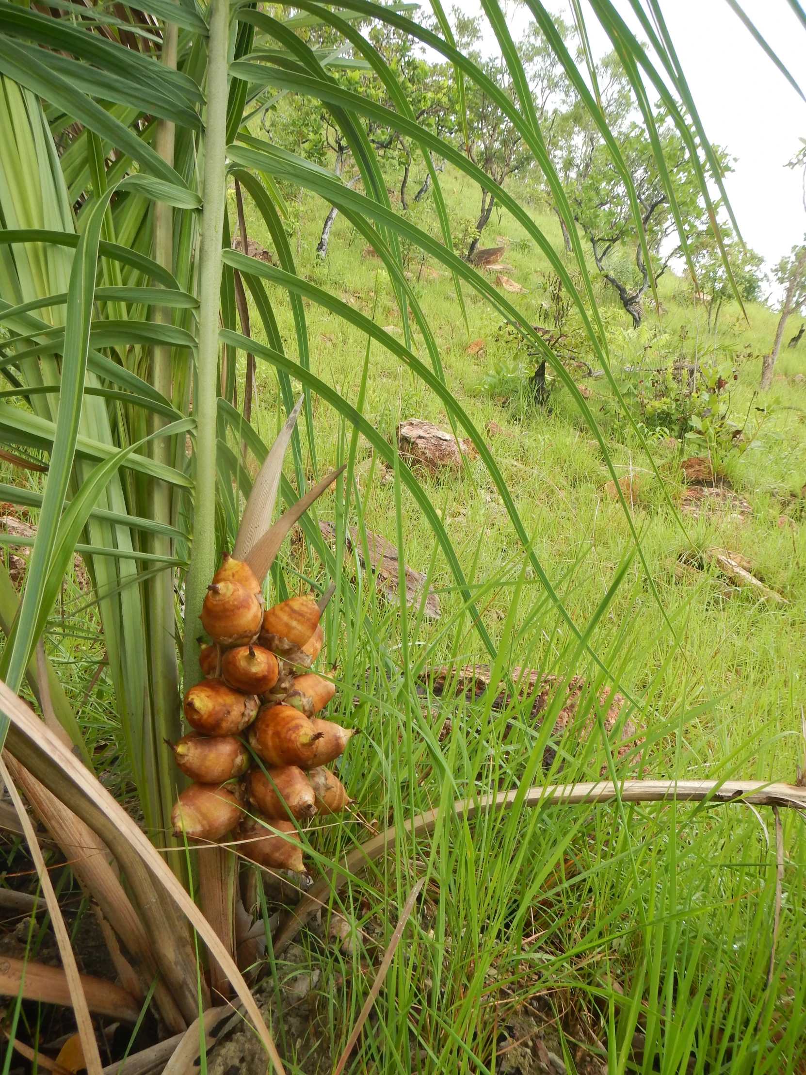 a group of onions hanging from the stalk in the forest