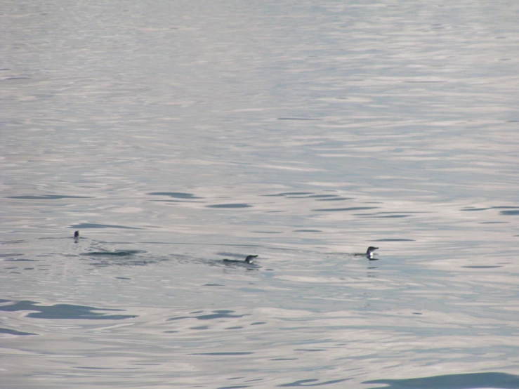 three ducks in the middle of the ocean