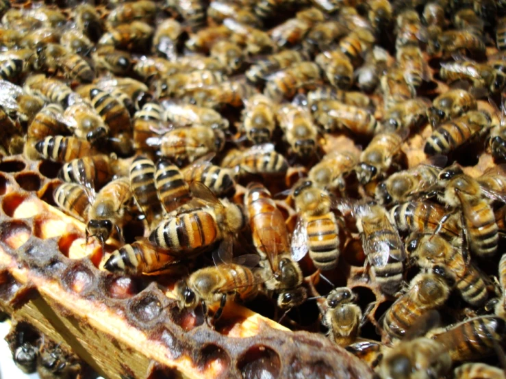 a large group of bees resting on their cells