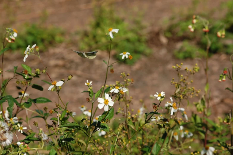 small white flowers near a patch of dirt