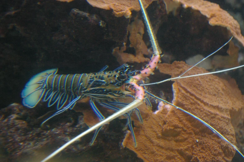 a shrimp crawling in a coral reef with its tail sticking out