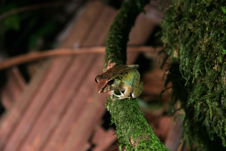 a bird sitting on a green tree nch in a forest