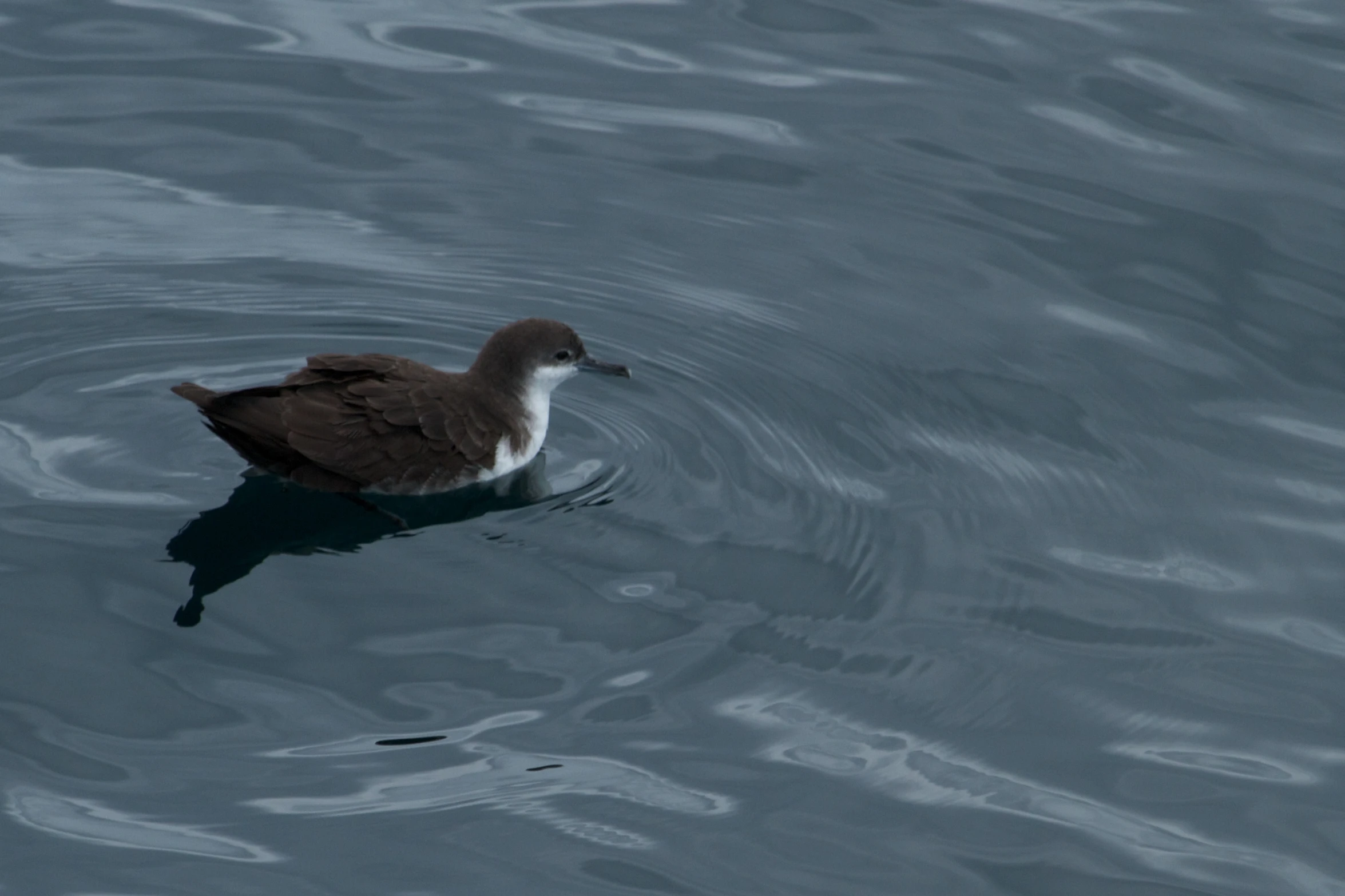 a bird in water is looking for food