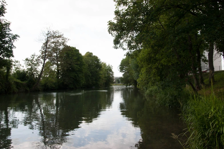 the trees are next to the water and some bushes