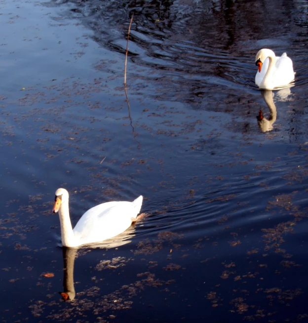 swans floating on the water in a body of water