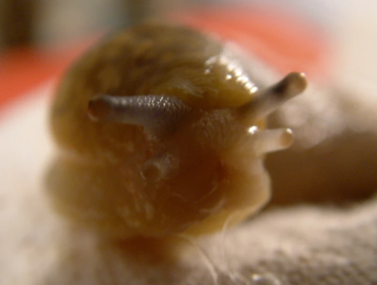 the slug is very fuzzy, close - up, and blurry