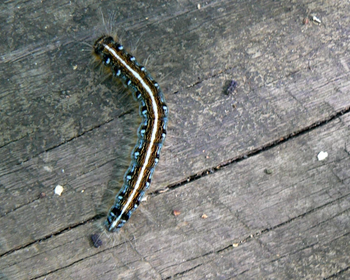 a caterpillar walking along a wooden plank floor