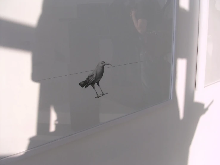 a bird stands on a wire in front of a mirror