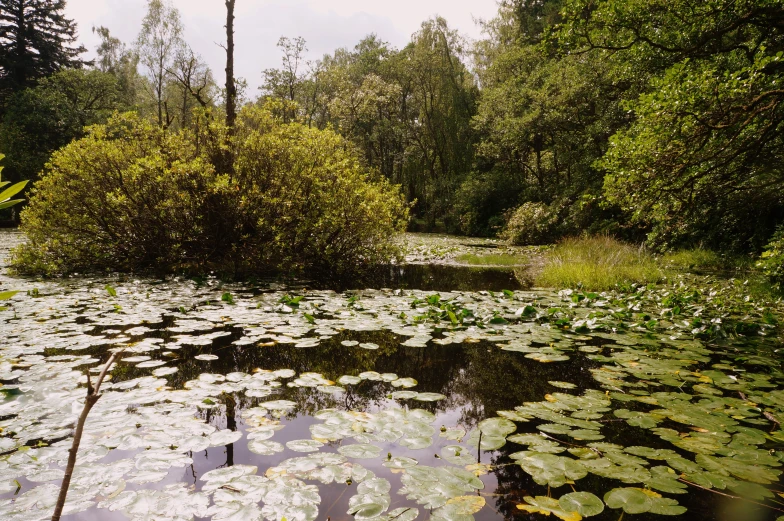 there is a swamp in the middle of a wooded area