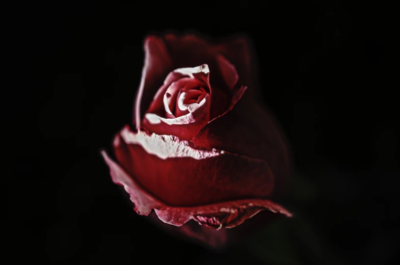 a close - up po of the center of a red rose