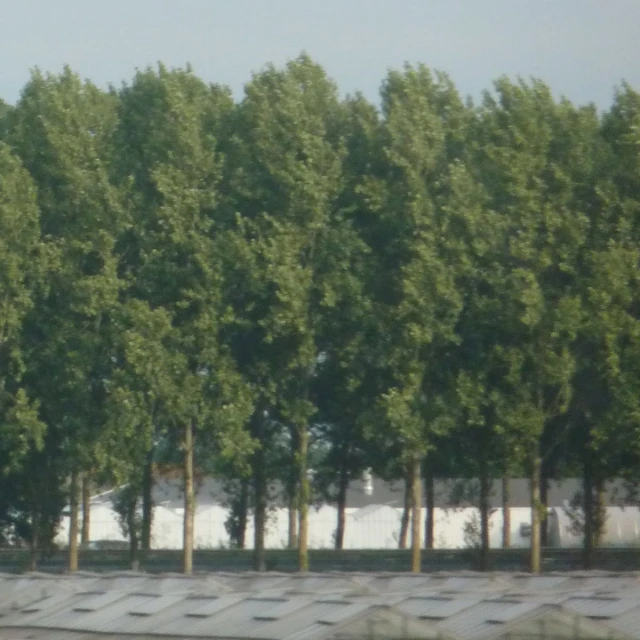 the large trees in the foreground are taller than the surrounding ones