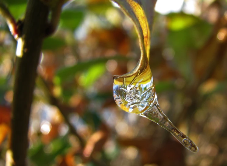 an artistic po of an object hanging upside down on a plant