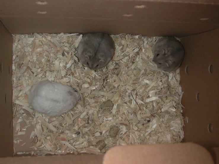 two small mice sitting in a cardboard box