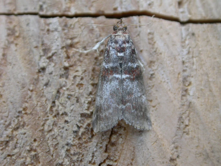 a moth is sitting on a wall in the sun