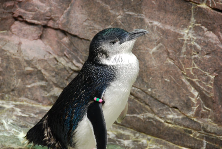 a close - up of the head and tail of a penguin in front of a rock face