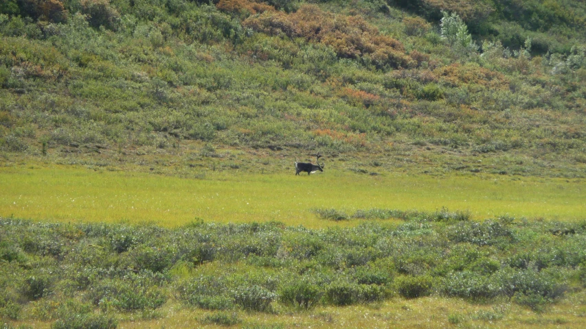 a lone bear stands in the middle of a grassy plain