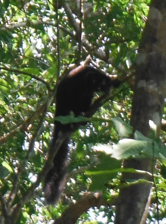 a monkey on a nch in a tree