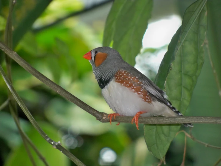 a little colorful bird perched on a nch