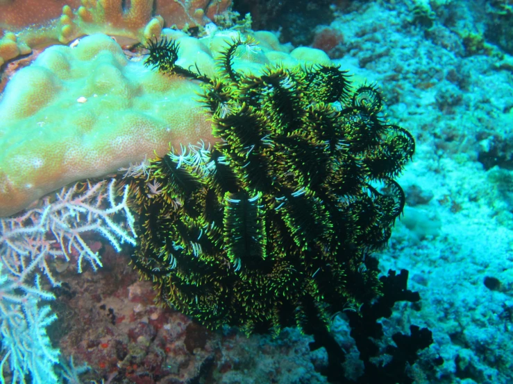 a green sea fan sitting on top of a coral reef