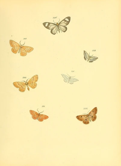 a drawing of different types of erflies on a sheet