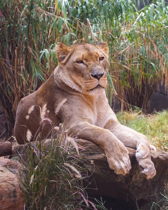 a lion is laying on the ground in front of some plants