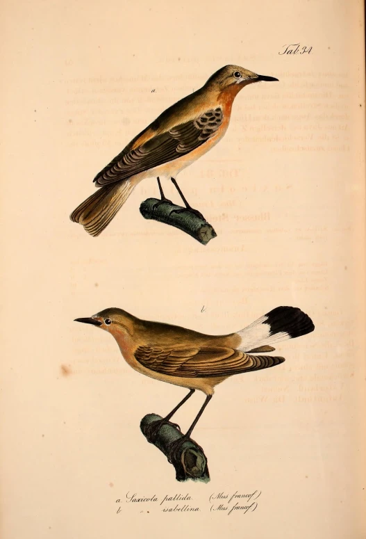 three birds standing on a book with title page