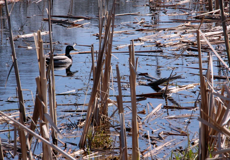 two ducks on a pond surrounded by reeds