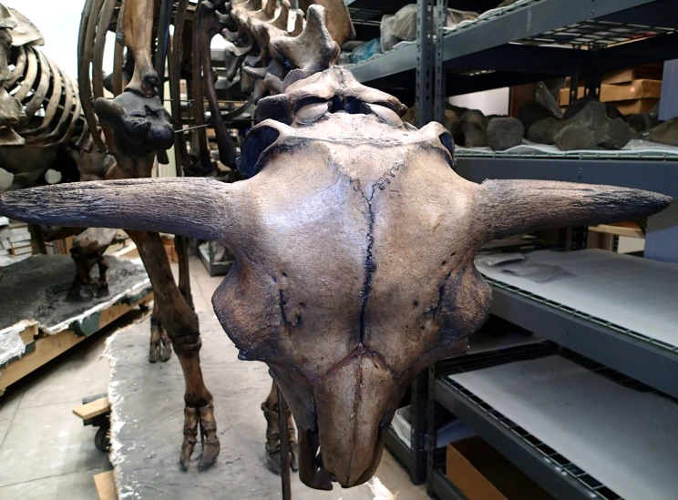 the large long horn moose skull is in a museum