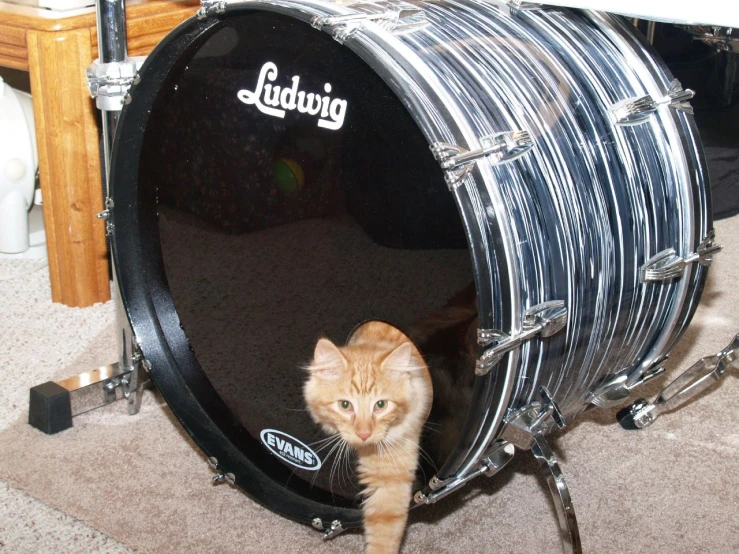 a small orange cat walking inside a drums kit