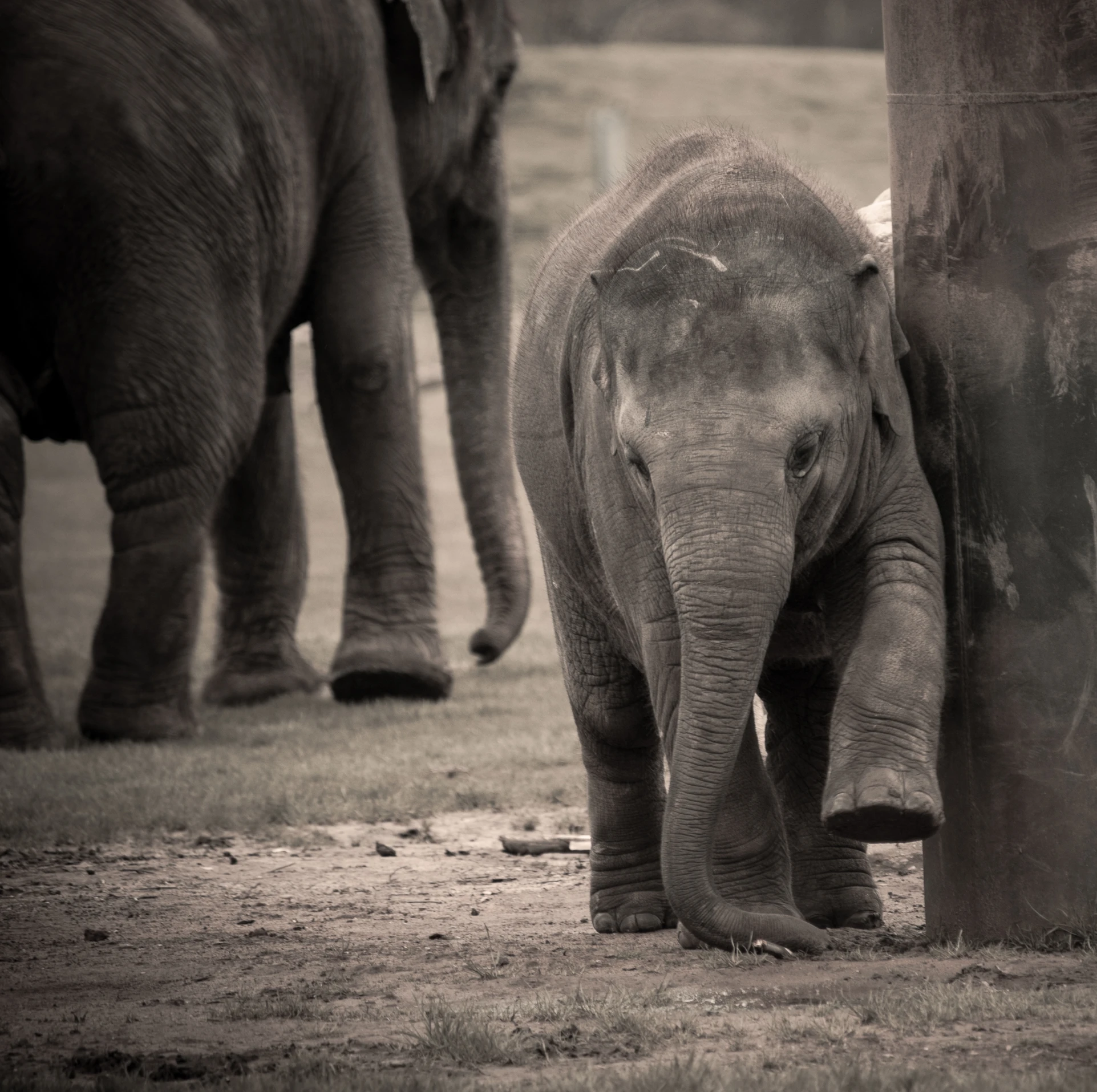 an adult elephant standing between two baby elephants