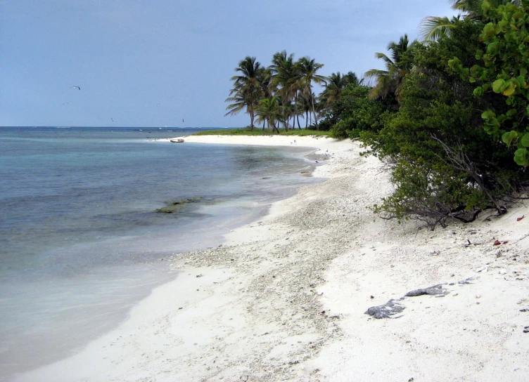 the shore line of a tropical beach that is shaded by several trees