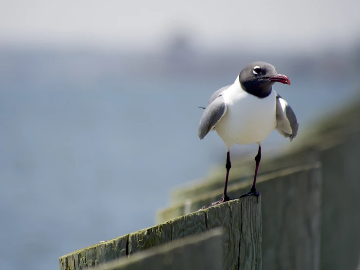 the bird is perched on the wooden post