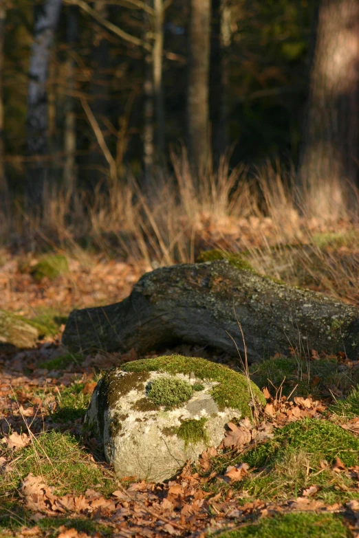 the rock has grass on top of it