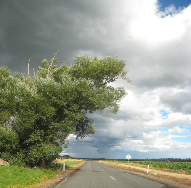 road next to field with green grass and tree