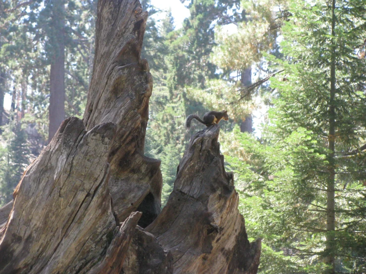 an animal standing on the side of a cliff near trees