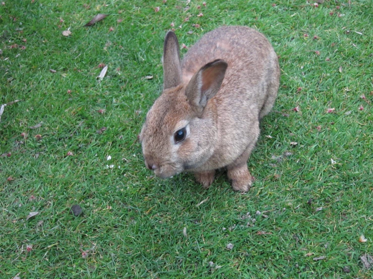 a rabbit that is standing in the grass