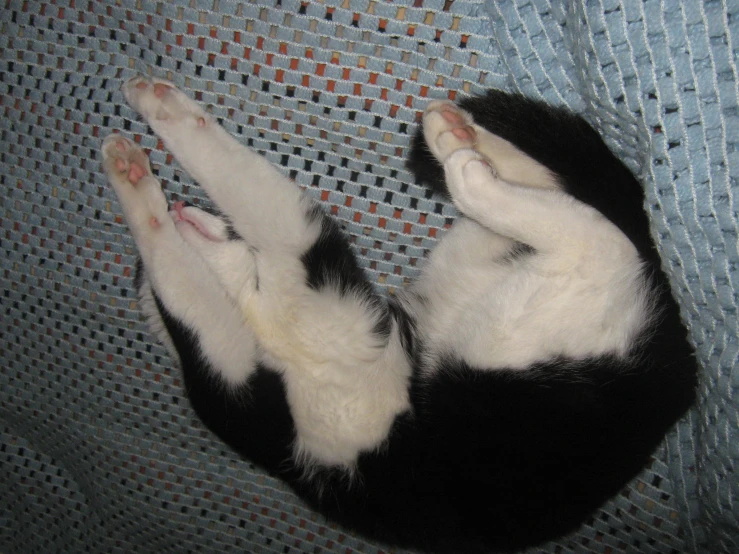 a black and white cat laying down on its back