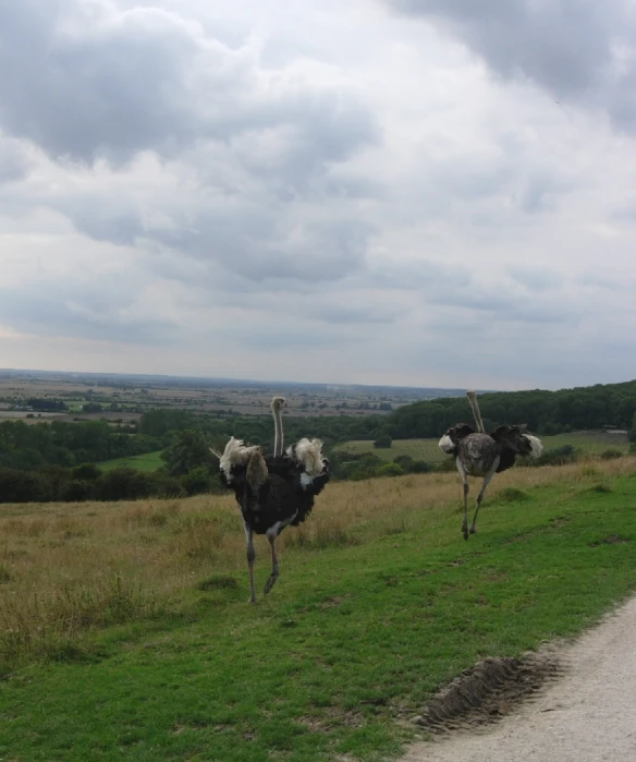 two ostriches walking along the side of a road