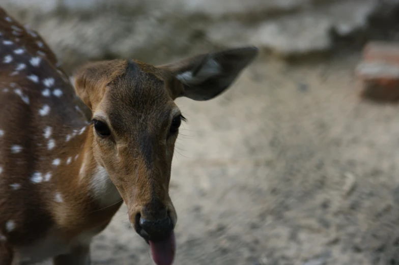 an animal is sticking it's tongue out