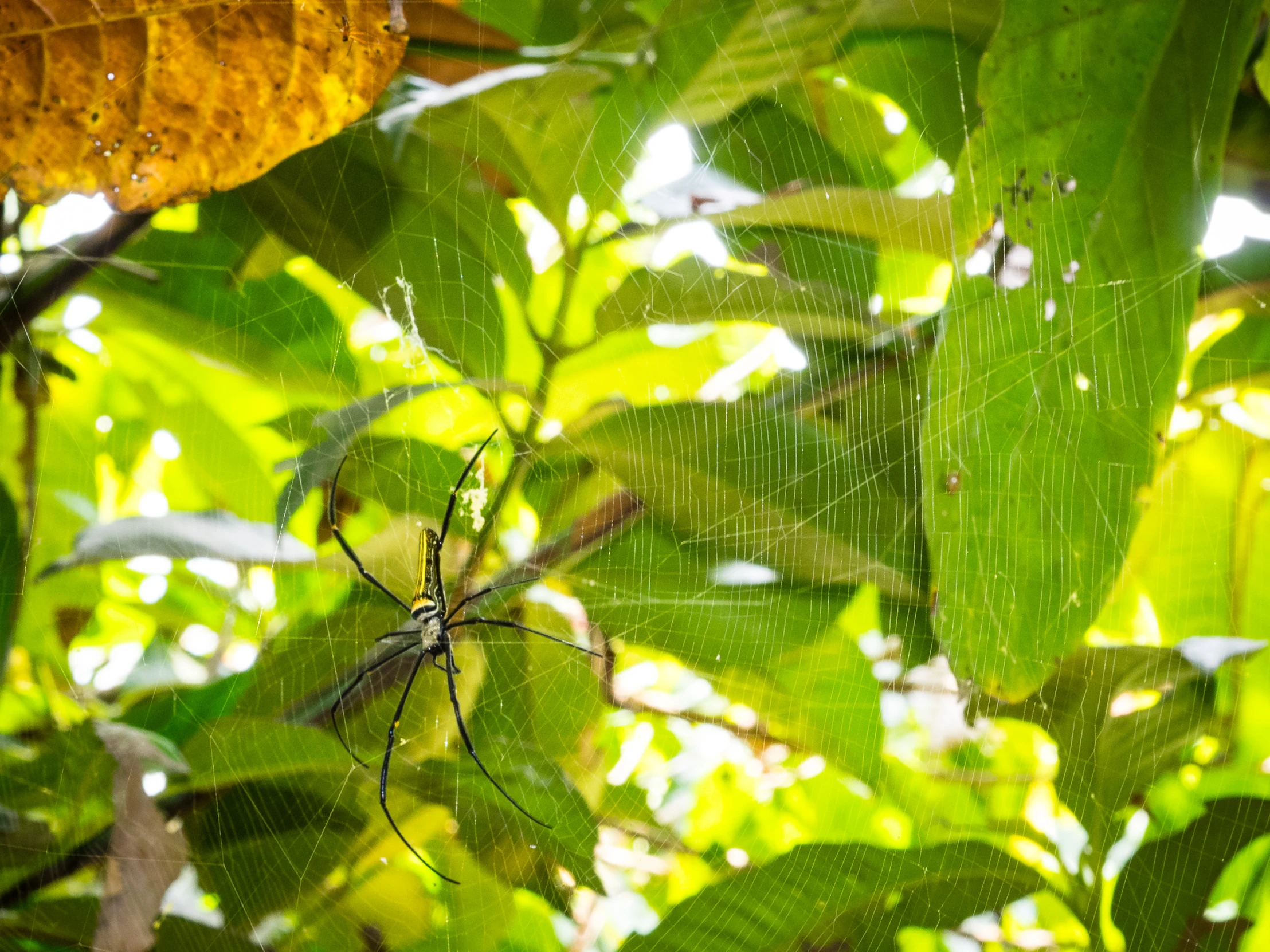 a spider web hanging off the side of a leaf