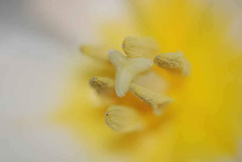 the center of an open flower is blurry